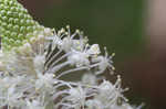 Eastern turkeybeard